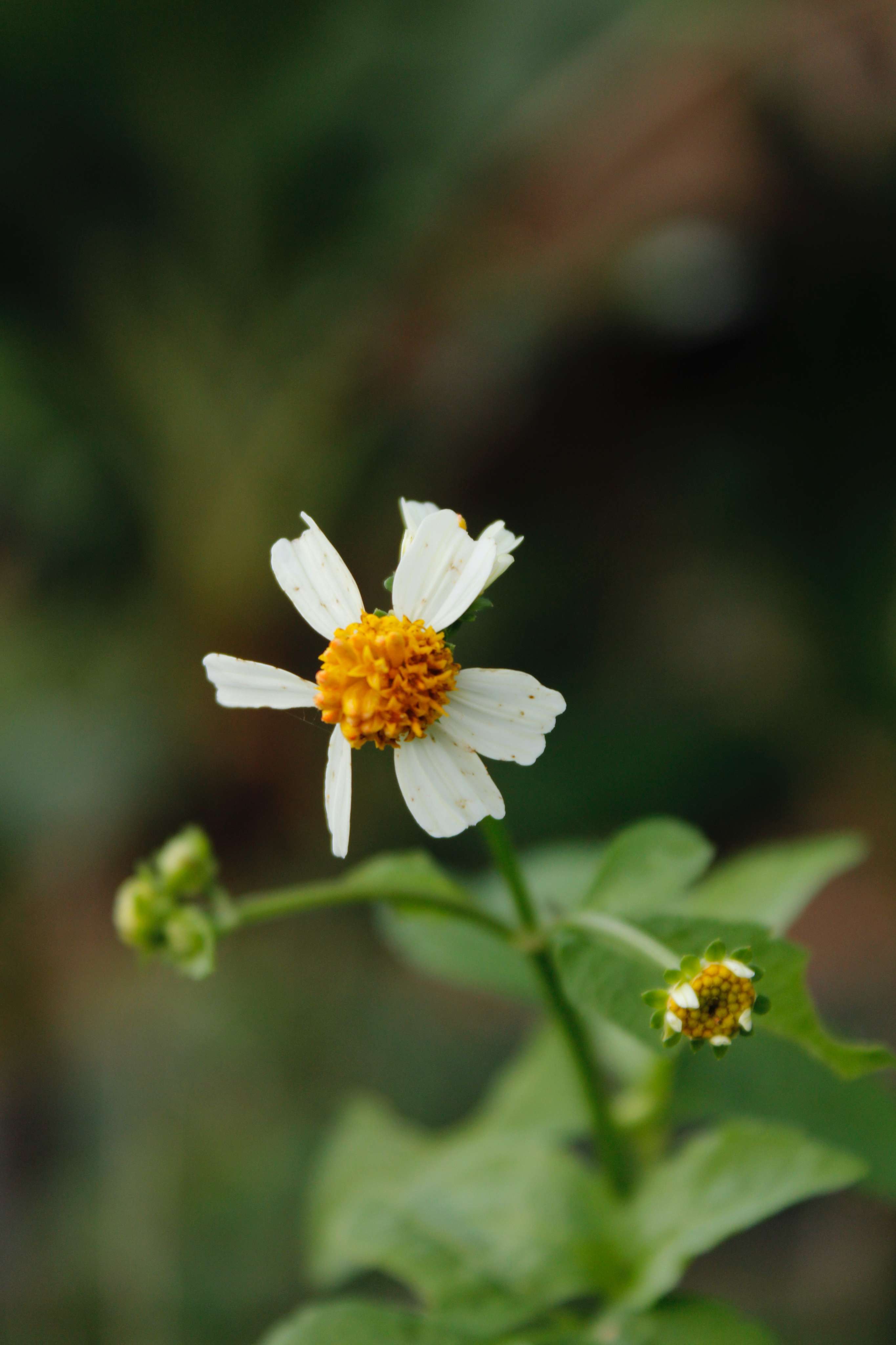 A little Chamomille flower